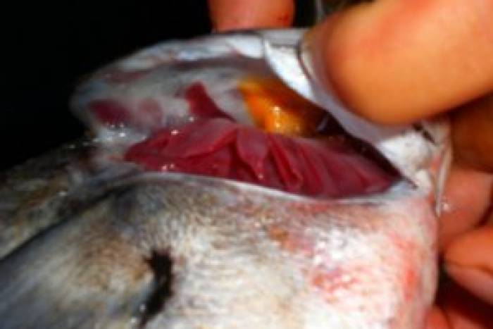 Pescado fresco
