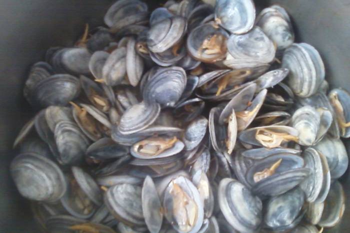 Coquinas de la isla a la marinera
